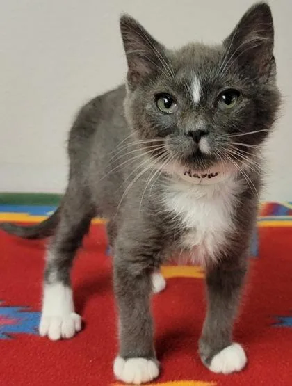 A baby small-sized male Domestic Short Hair cat named Havarti for adoption in Eugene, OR