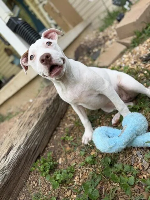 A baby medium-sized female White / Cream American Bulldog dog named Lainey Lionheart for adoption in Andover, MA