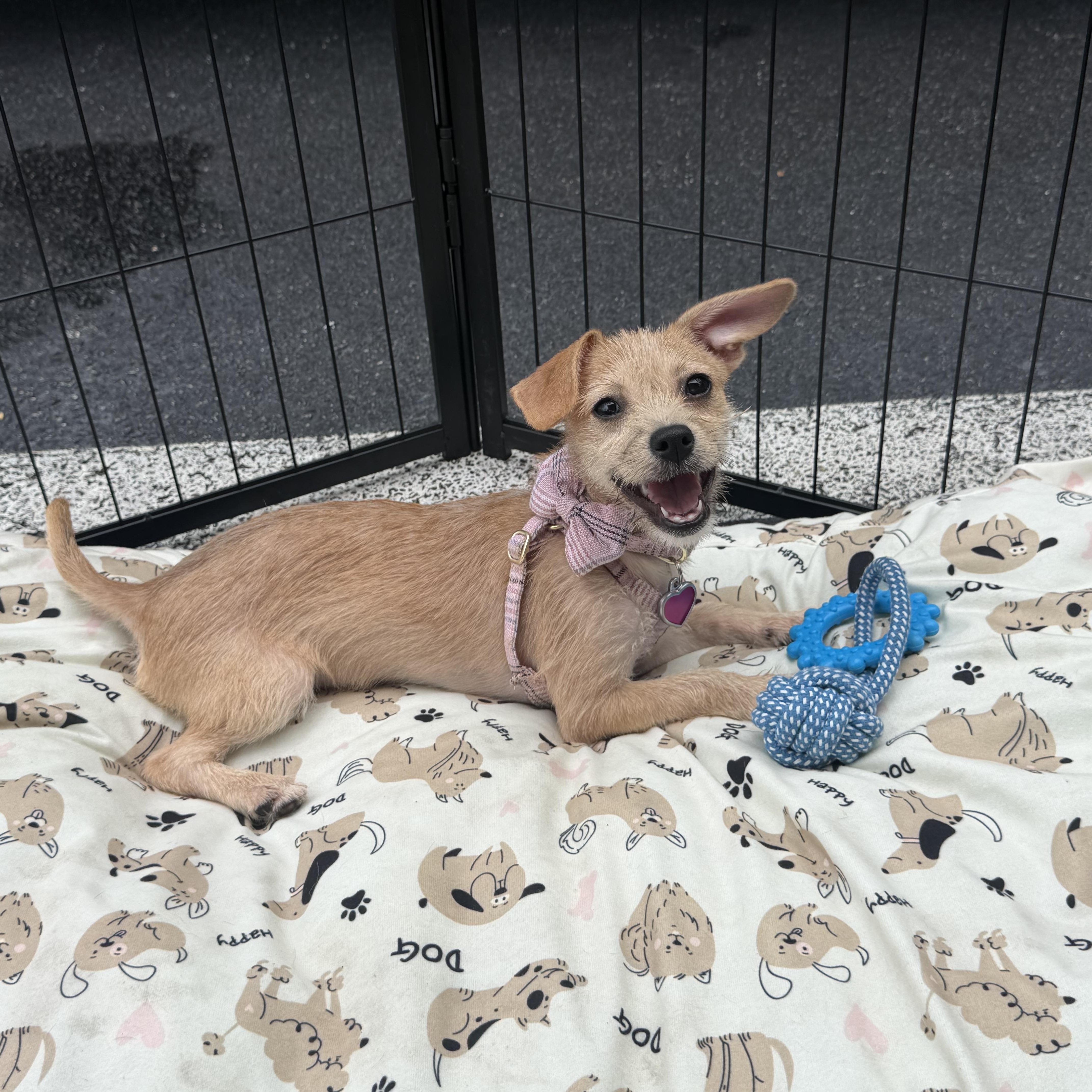 A baby small-sized female Chihuahua dog named Ginger for adoption in Palm Coast, FL