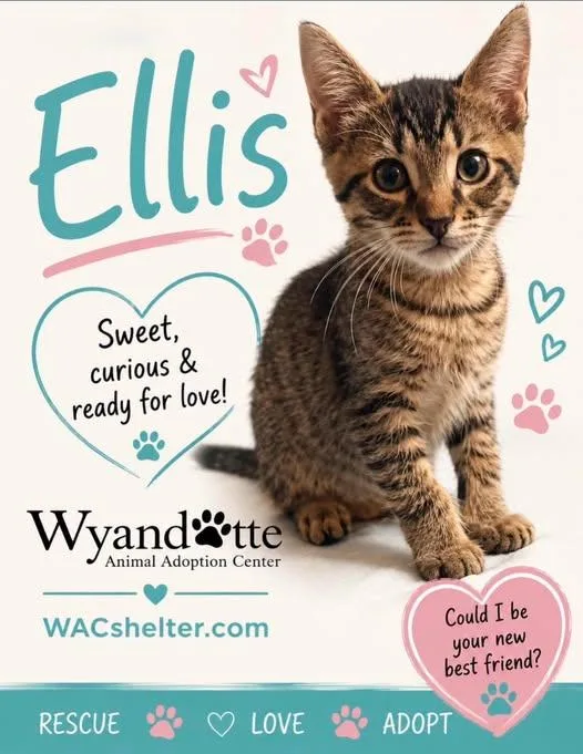 A baby medium-sized male Tabby (Brown / Chocolate) Domestic Short Hair cat named Ellis for adoption in Wyandotte, MI