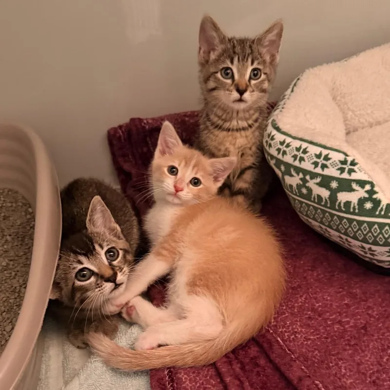 Warren thumbnail 4
