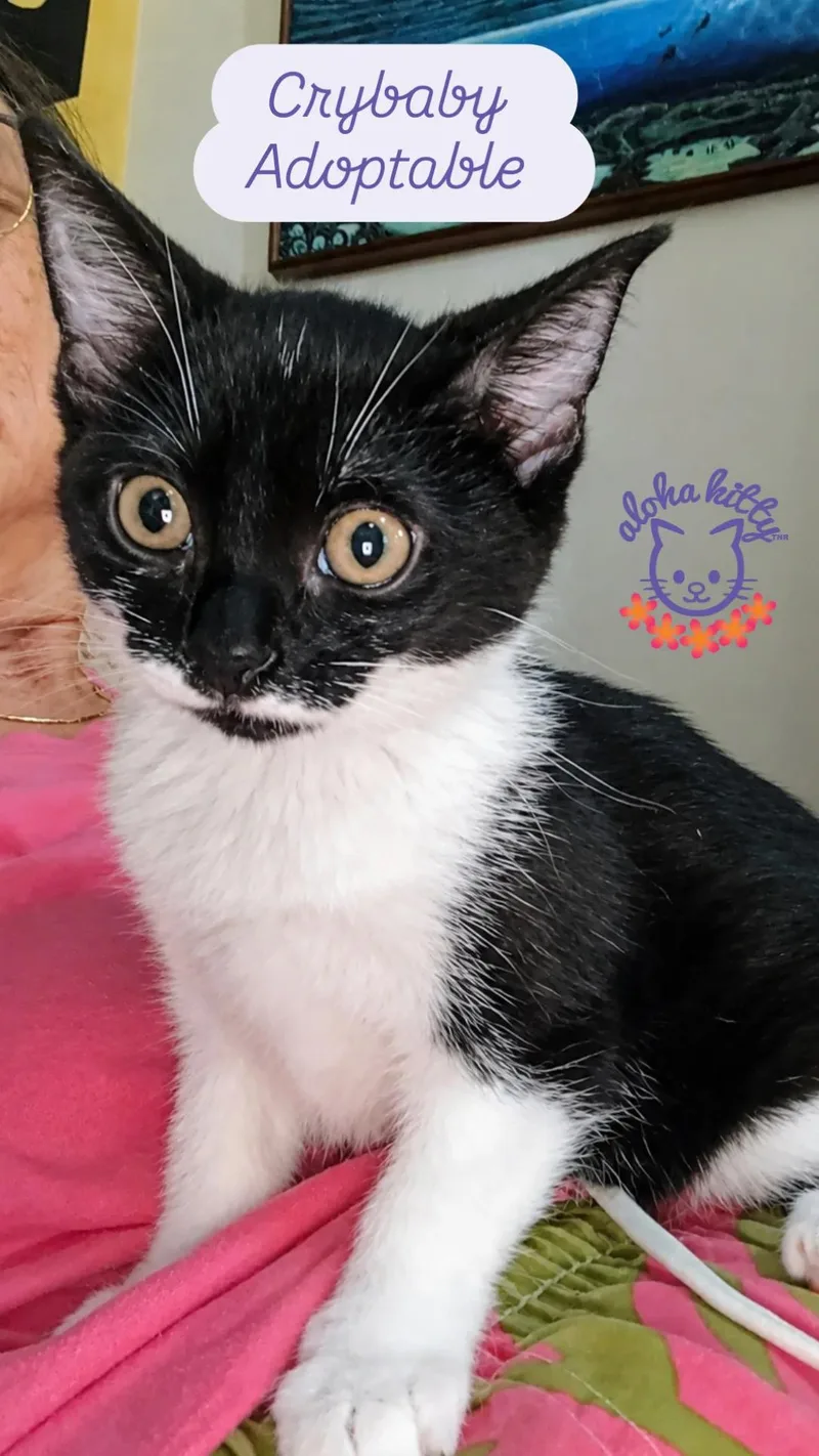 A baby medium-sized female Black & White / Tuxedo Domestic Short Hair cat named Chester for adoption in Honolulu, HI