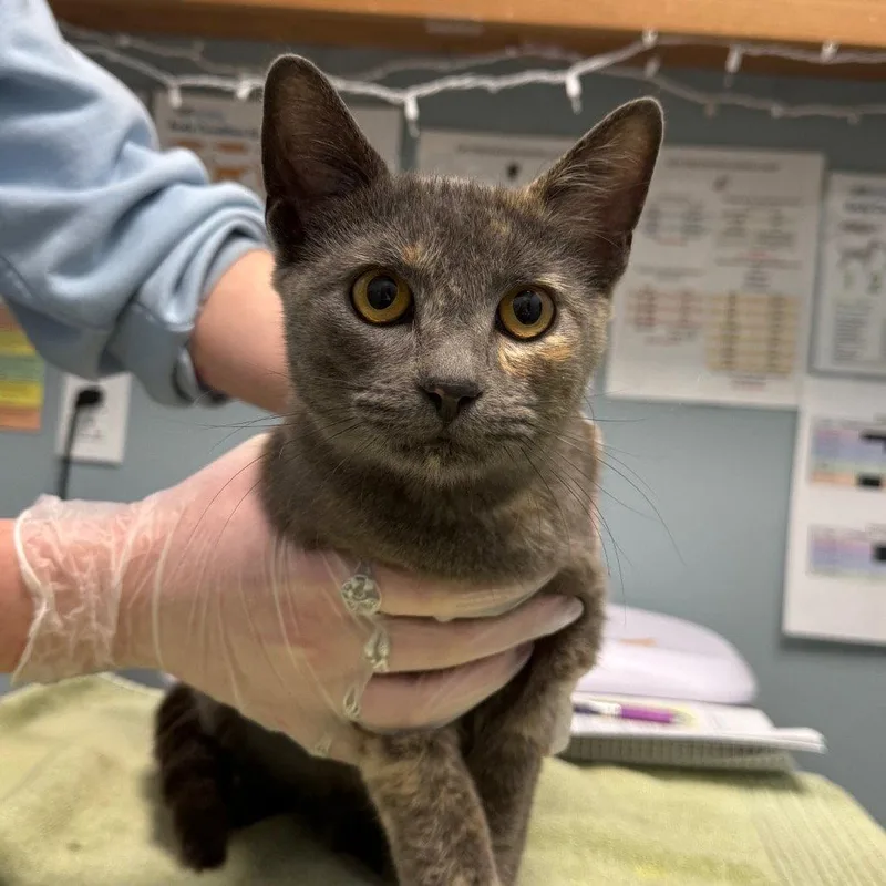 A young medium-sized female Domestic Short Hair cat named Haya for adoption in New Castle, DE