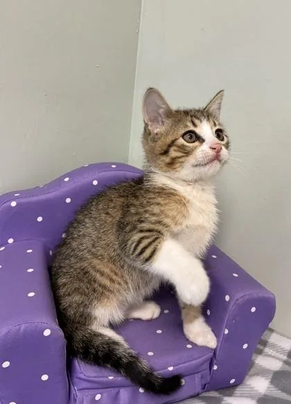 A baby medium-sized male Domestic Short Hair cat named Spitfire for adoption in Picayune, MS