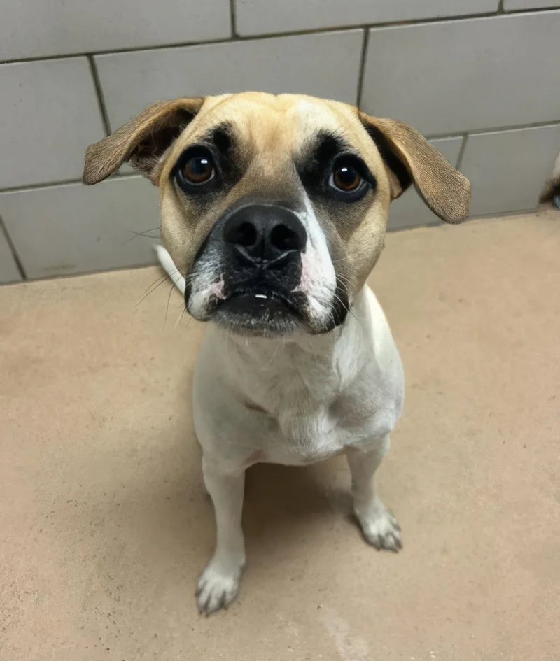 An adult medium-sized male Brown / Chocolate Mixed Breed dog named Chkobie for adoption in Nashville, TN