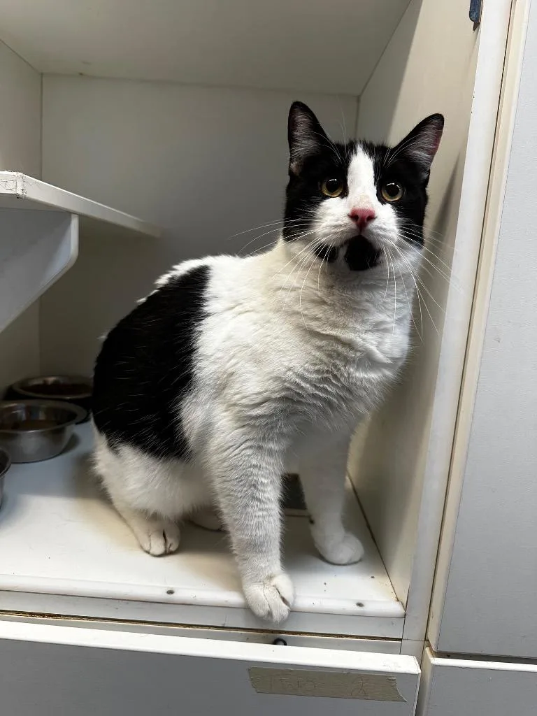 A baby medium-sized male Domestic Short Hair cat named Noodle for adoption in Newcastle, OK