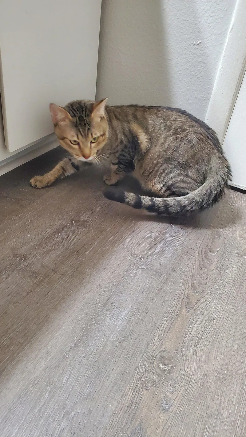 An adult medium-sized male Domestic Short Hair cat named Rex for adoption in Phoenix, AZ