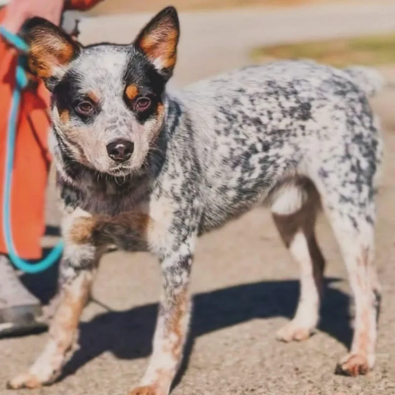 Chauncey thumbnail 2