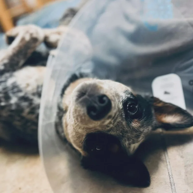 Chauncey thumbnail 3