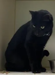 An adult small-sized male Black Domestic Short Hair cat named Orion for adoption in Atlanta, GA