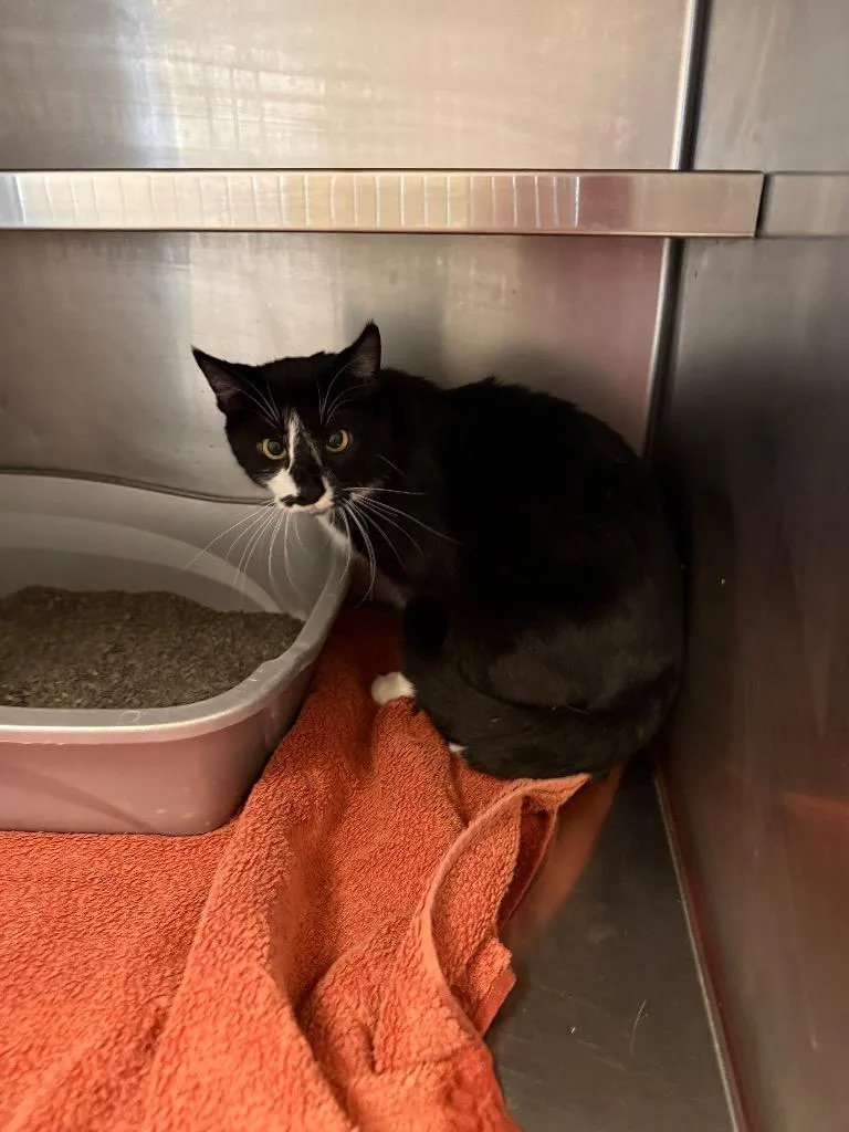 An adult medium-sized female Domestic Short Hair cat named Mama for adoption in Gallatin, TN