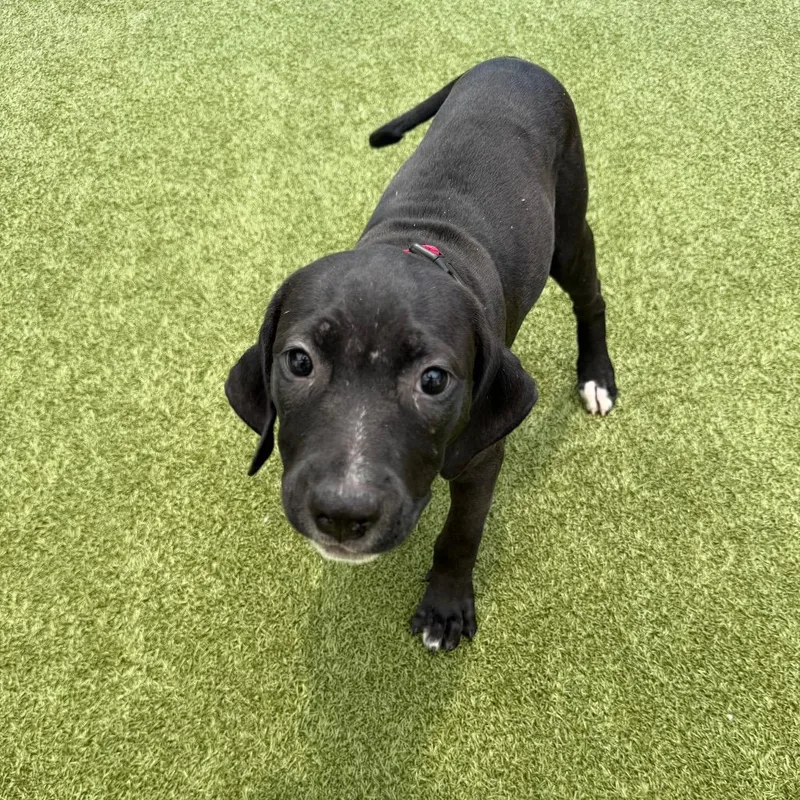 A baby small-sized female Black Mixed Breed dog named Debbie for adoption in Titusville, FL