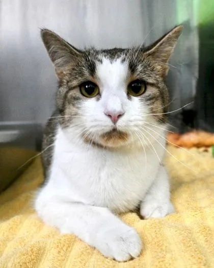 An adult small-sized female Domestic Short Hair cat named Paws for adoption in West Seneca, NY
