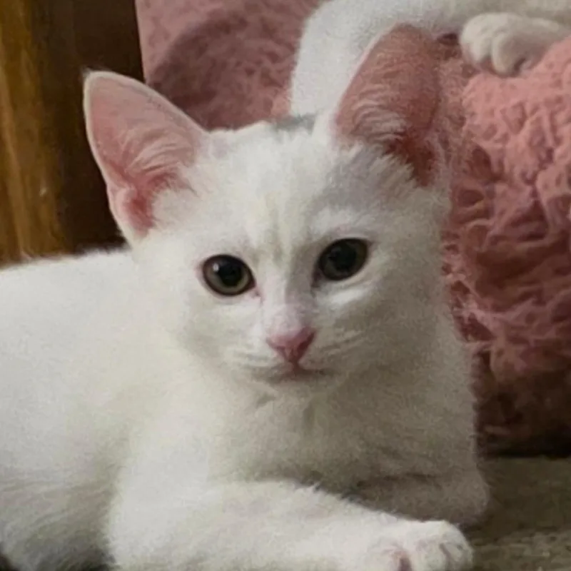 A baby small-sized female White Domestic Short Hair cat named Waffles for adoption in Long Beach, CA