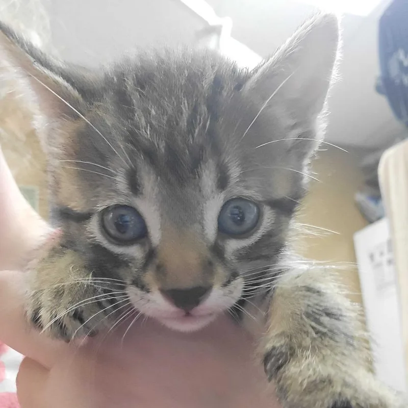 A baby small-sized male Brown / Chocolate Domestic Short Hair cat named Franklin for adoption in Milan, IL