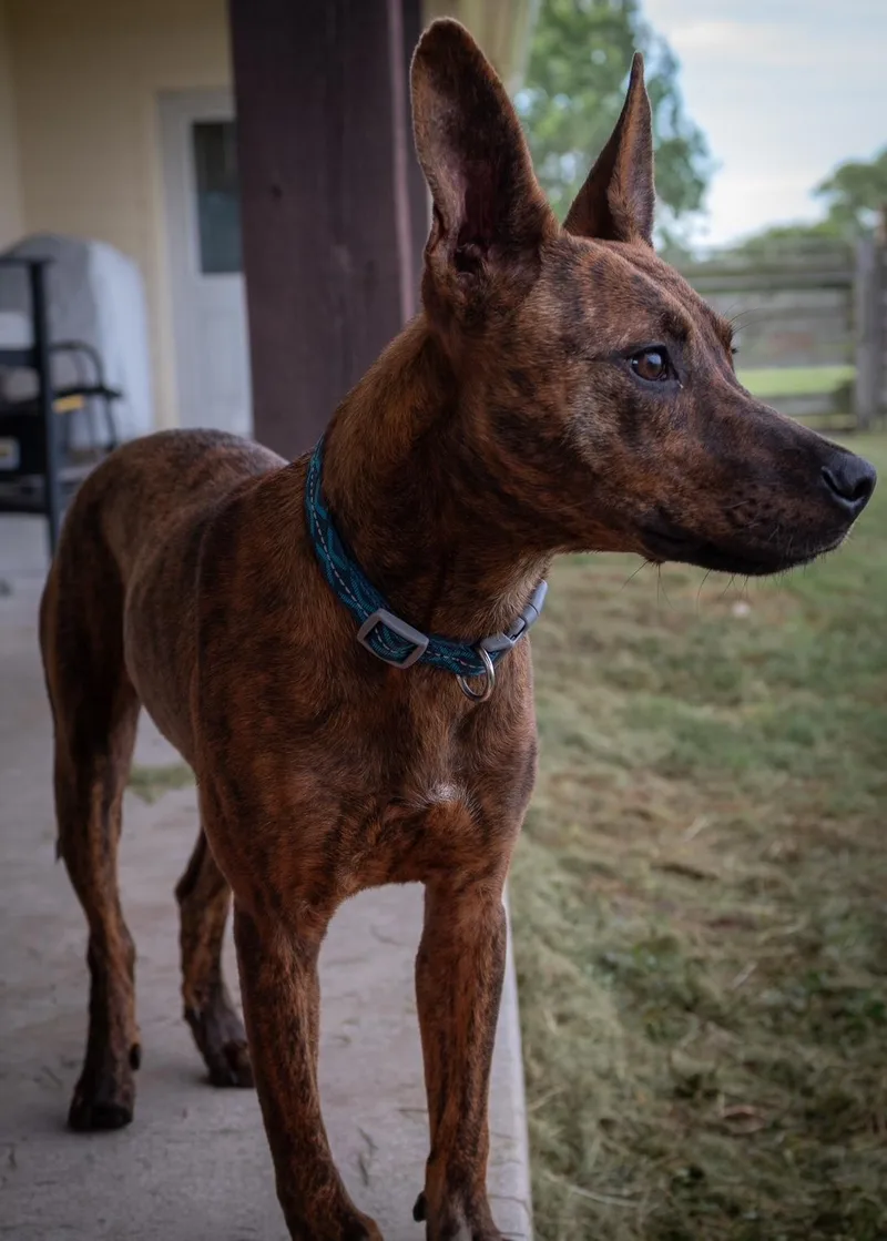 Beautiful Sully is looking thumbnail 4