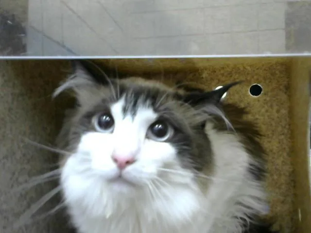 An adult medium-sized female Domestic Short Hair cat named Squeakers for adoption in Albuquerque, NM