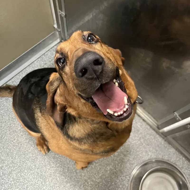 An adult large-sized female Brown / Chocolate Bloodhound dog named Halle for adoption in Durango, CO