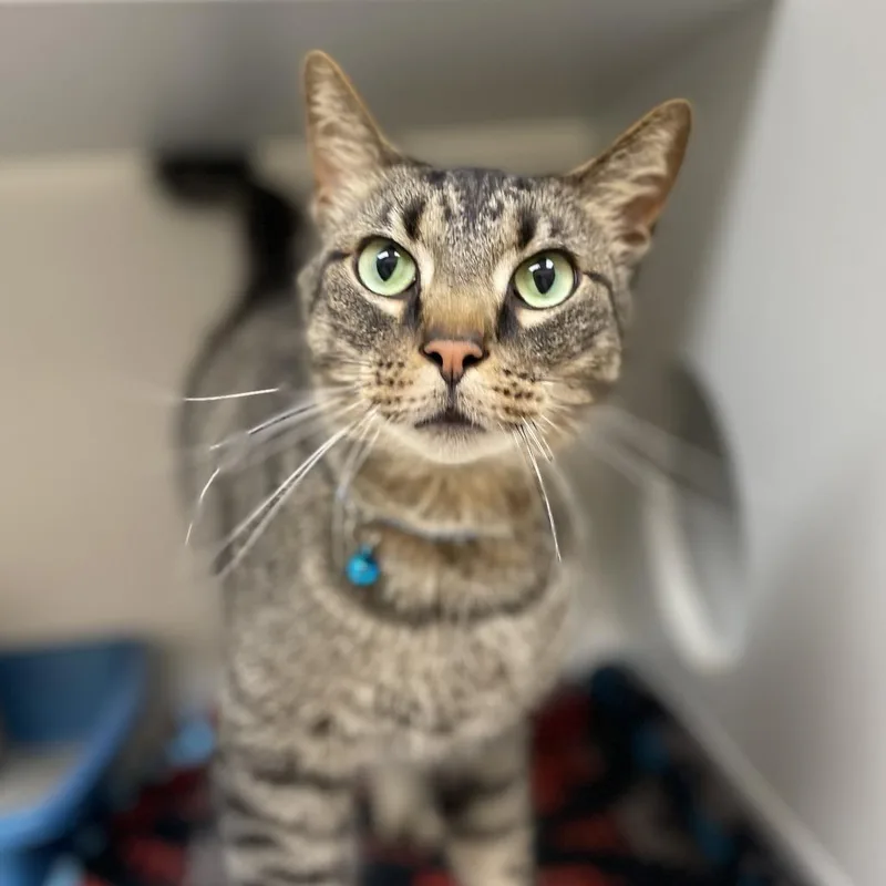 An adult large-sized male Brown / Chocolate Domestic Short Hair cat named Quill for adoption in Champaign, IL