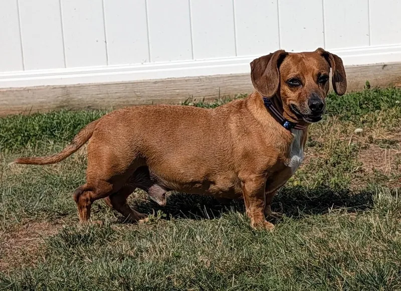 Henry in TN