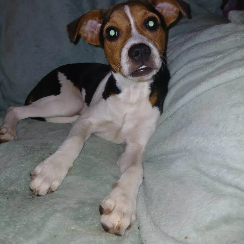A baby small-sized female Tricolor (Brown, Black, & White) Beagle dog named Dainty for adoption in Chicopee, MA