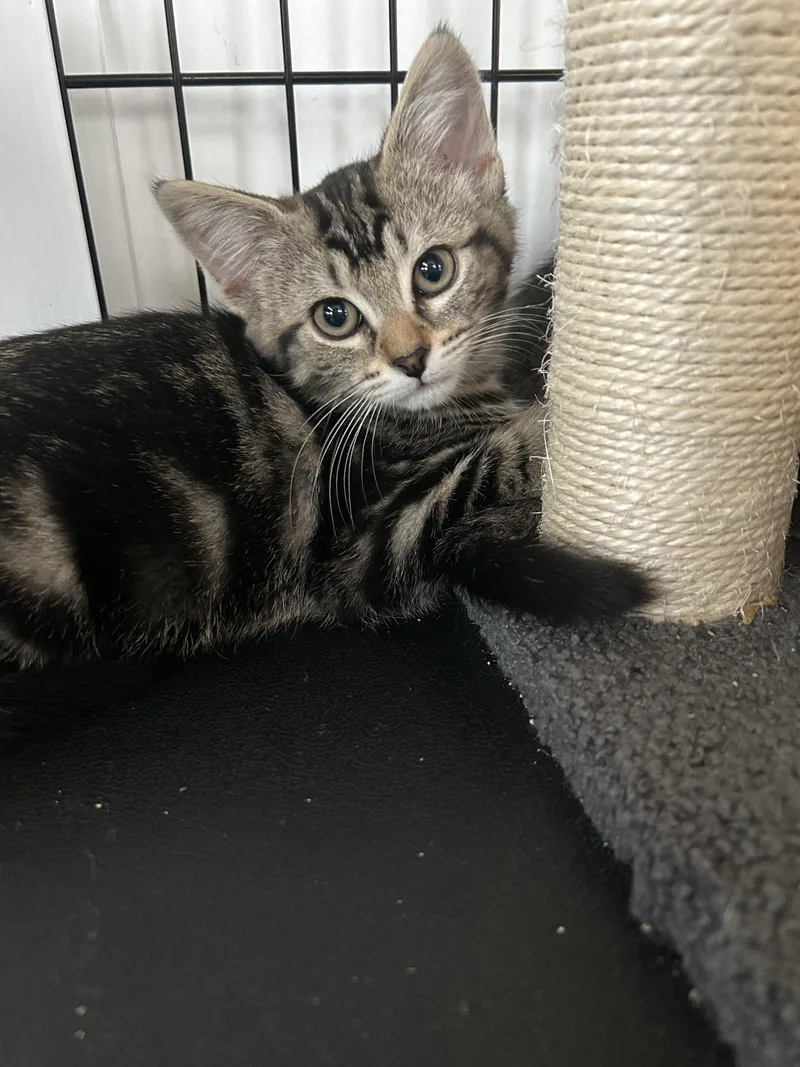 A baby medium-sized female Tabby (Brown / Chocolate) Domestic Short Hair cat named Sundance for adoption in Darien, CT