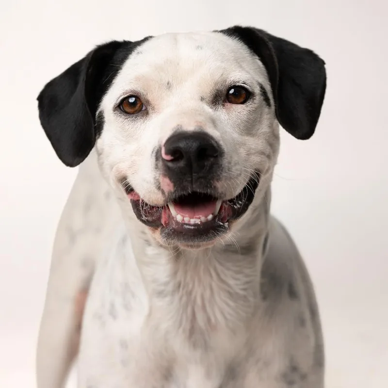 An adult medium-sized female Black Mixed Breed dog named Vivi for adoption in Palm Springs, CA