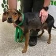 An adult medium-sized female Black and Tan Coonhound dog named Mama Lynn for adoption in Tampa, FL