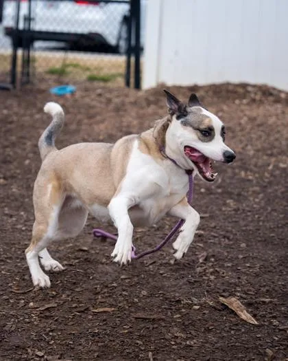 An adult large-sized female Mixed Breed dog named Witty for adoption in Chamblee, GA