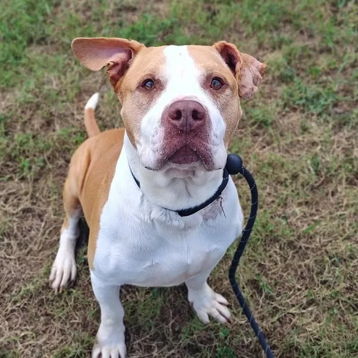 An adult large-sized male Pit Bull Terrier dog named Hank for adoption in Springdale, AR