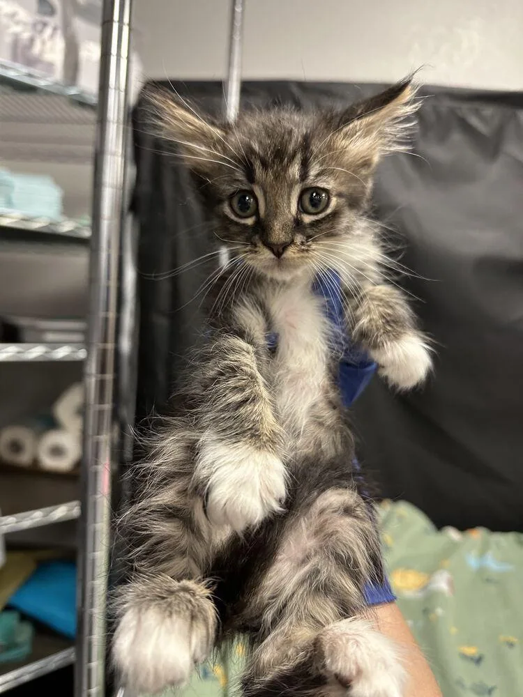 A baby small-sized male Black & White / Tuxedo Domestic Long Hair cat named Ronaldo for adoption in Pacifica, CA