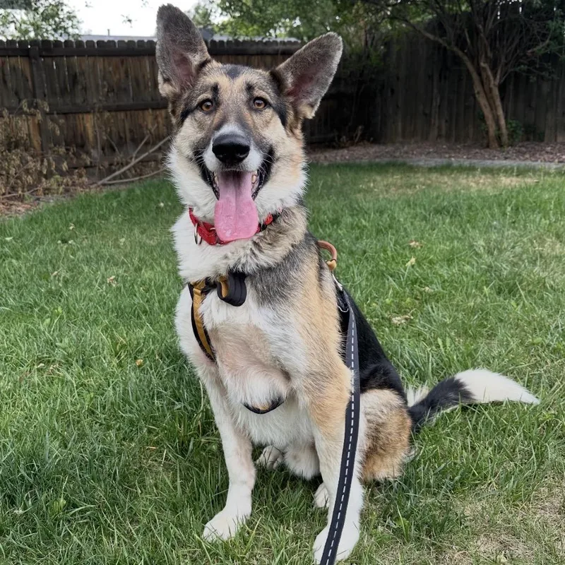 An adult large-sized male Black German Shepherd Dog dog named Jasper for adoption in Parker, CO