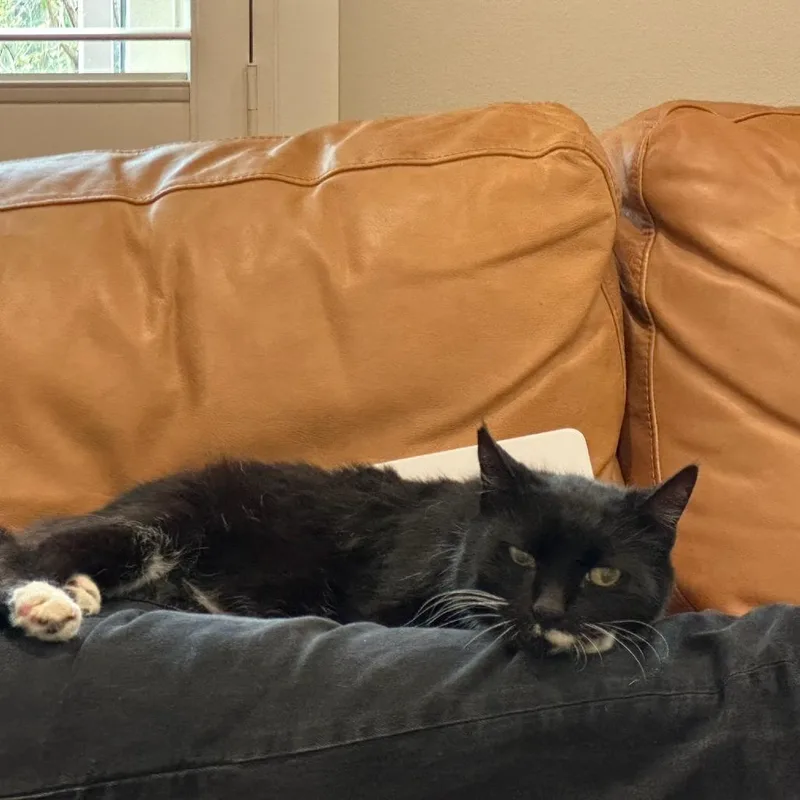 A senior large-sized male Black Domestic Short Hair cat named Bowie for adoption in Salt Lake City, UT