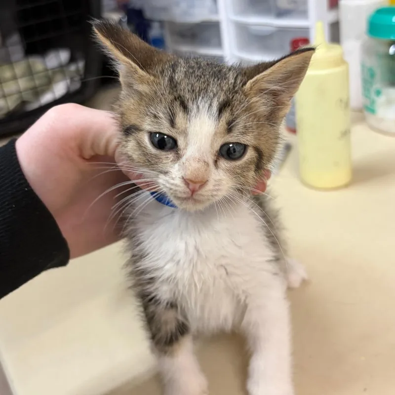 A baby small-sized male Black Domestic Short Hair cat named Boo for adoption in Ardmore, OK