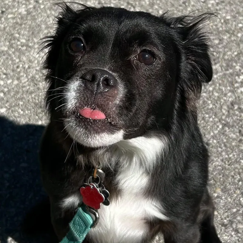 An adult small-sized male Pomeranian dog named Louie for adoption in Traverse City, MI