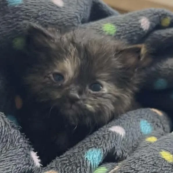 A baby small-sized female Tortoiseshell Domestic Medium Hair cat named Little Bit C for adoption in Princeton, MN