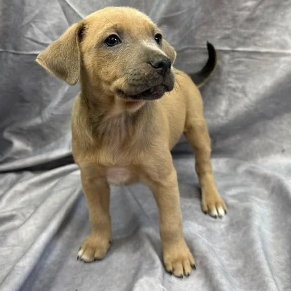 A baby medium-sized female Terrier dog named Mia for adoption in Lauderhill, FL