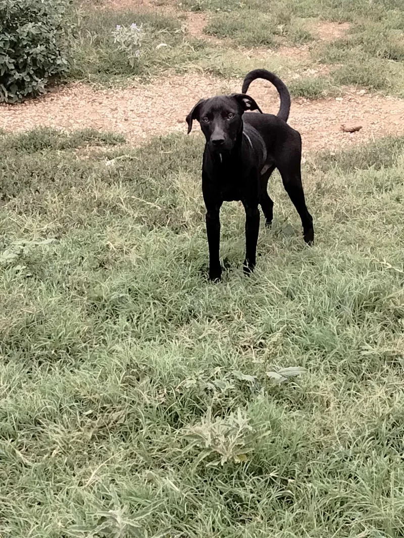 An adult medium-sized male Labrador Retriever dog named Perry for adoption in Joshua, TX