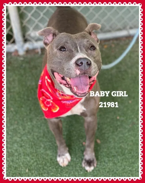 A young medium-sized female Gray / Blue / Silver Pit Bull Terrier dog named Baby Girl for adoption in Marietta, GA