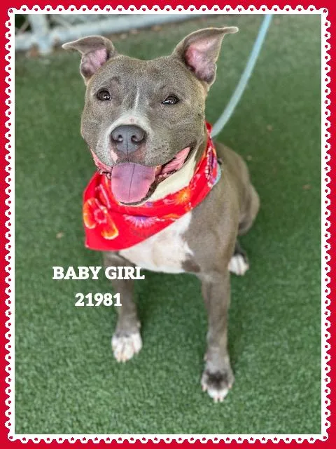 Baby Girl thumbnail 4