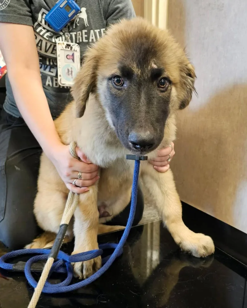 Found stray: Joshua