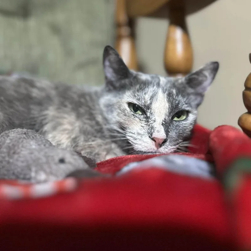 An adult medium-sized female Dilute Tortoiseshell Domestic Short Hair cat named Fig for adoption in West Richland, WA
