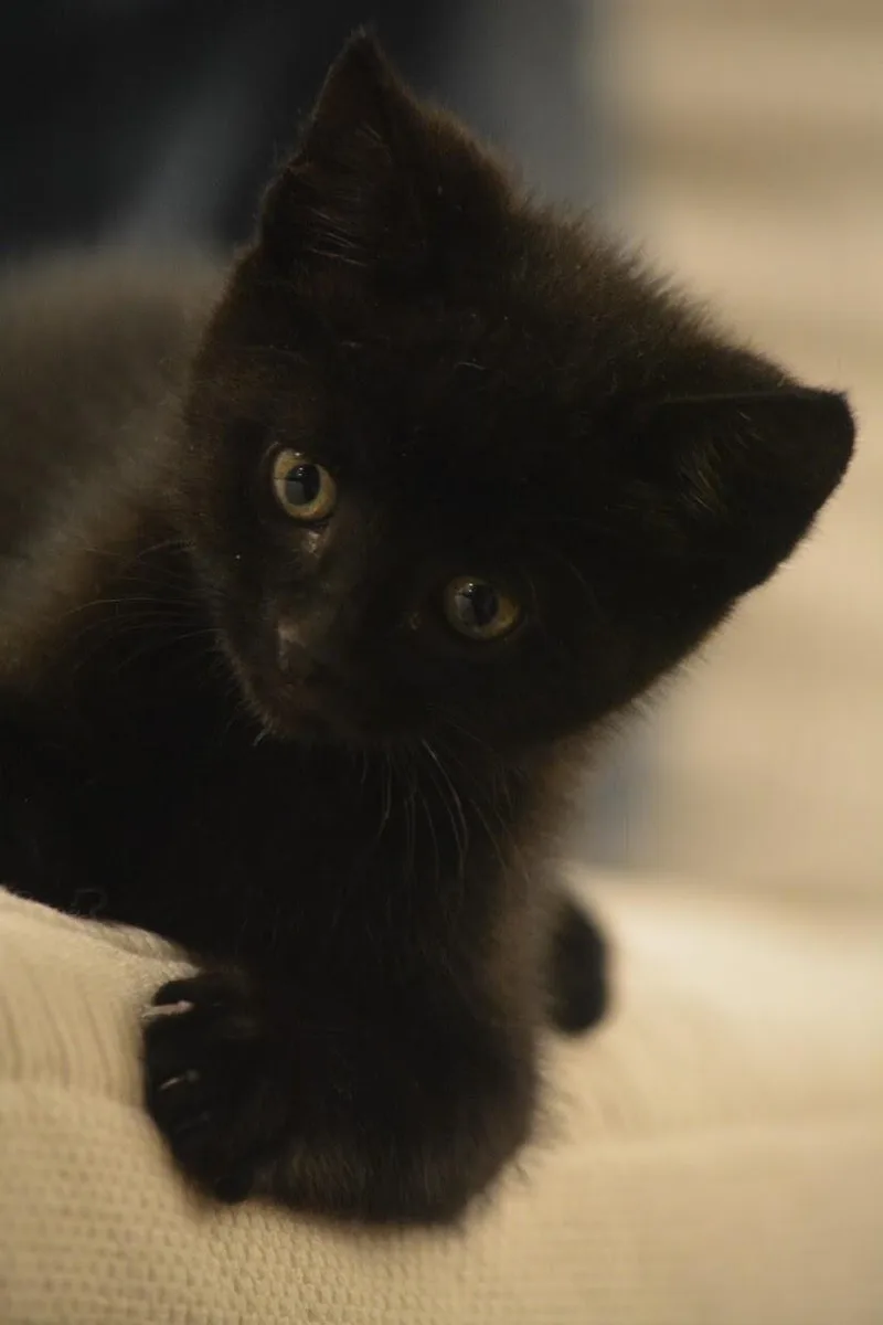 A young medium-sized female Black Domestic Short Hair cat named Black Betty for adoption in Grand Rapids, MI