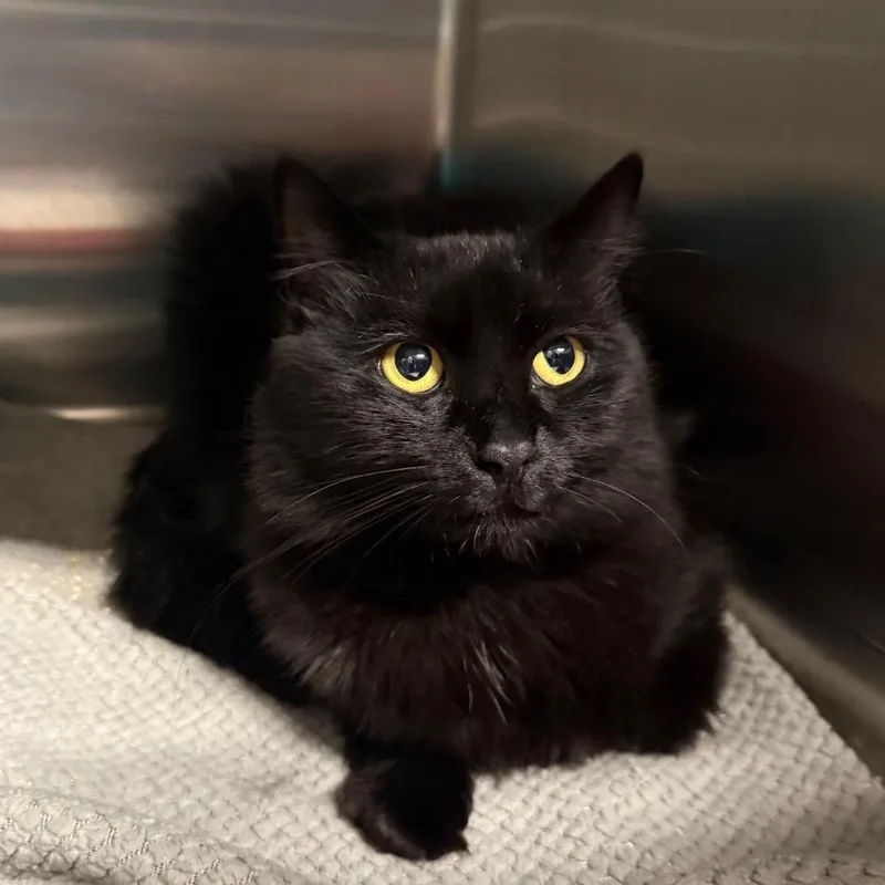 A young large-sized female Black Domestic Medium Hair cat named Maricruz for adoption in Spokane, WA