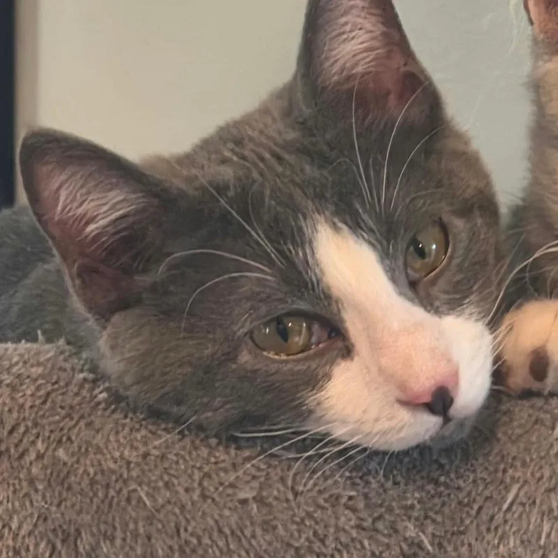 A baby medium-sized female Gray & White Domestic Short Hair cat named Annie for adoption in Warr Acres, OK
