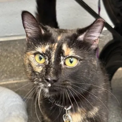 An adult medium-sized female Tortoiseshell Domestic Short Hair cat named Shmole for adoption in Lansing, MI