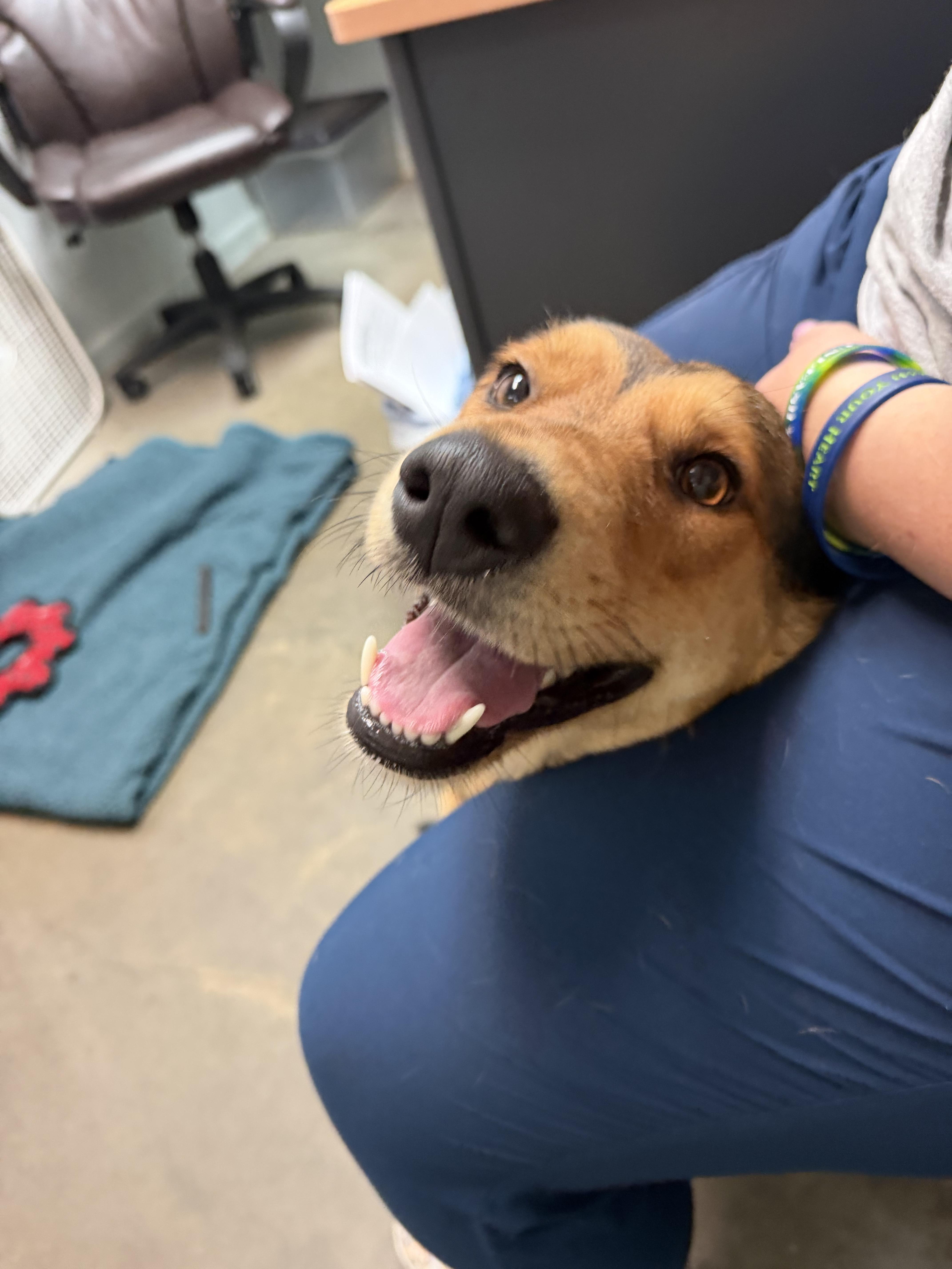 An adult medium-sized female German Shepherd Dog dog named Clarice loves to play for adoption in Metairie, LA