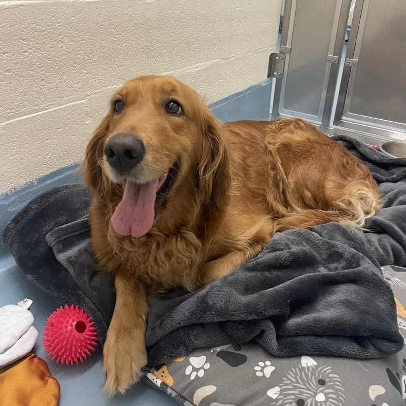An adult large-sized female Golden Retriever dog named Ellie for adoption in Brockton, MA