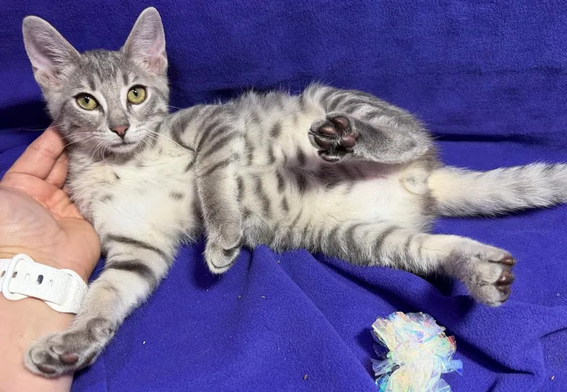 A baby medium-sized male Tabby (Gray / Blue / Silver) Domestic Short Hair cat named Luca for adoption in Cincinnati, OH