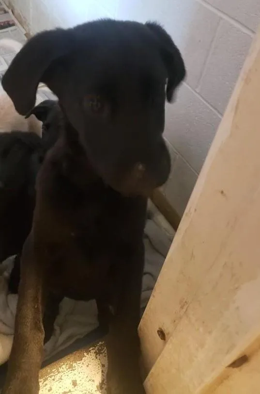A baby medium-sized male Labrador Retriever dog named Brady Bunch Litterbobby for adoption in Tappahannock, VA